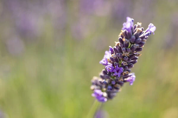 Close-up of lavender blooms in Valensole Plain, Provence, Southern France