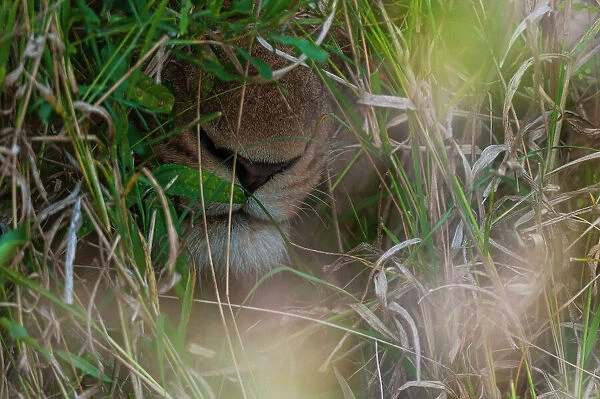 Close-up of a lion's muzzle, Panthera leo. The lion is hiding in tall grass. Mala Mala Game Reserve, South Africa