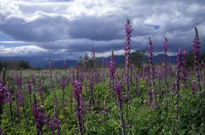 Framed Print : Close-up of lupine during storm in Anza-Borrego Desert State Park, CA