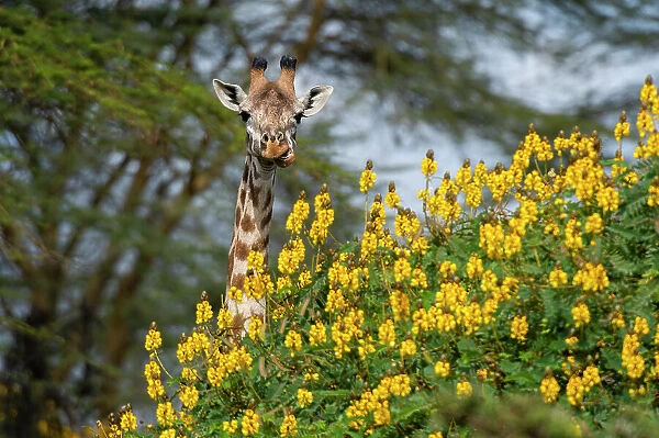 Close-up of a male Rothschild's giraffe, Giraffa camelopardalis behind a flowering tree. Kenya, Africa