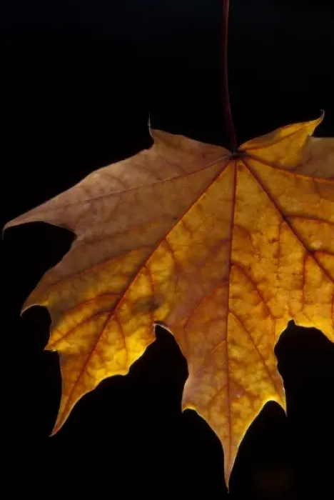 Framed Print : Close-up of a Maple Leaf Framed Print : Close-up of a Maple Leaf