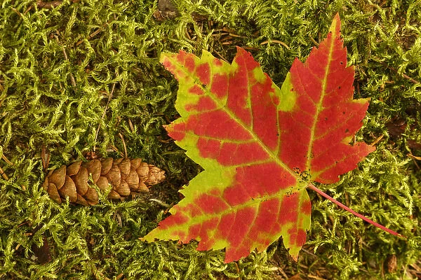 Close-up of maple leaf and pine cone on moss, Pictured Rocks National Lakeshore