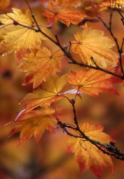 Close-up of Maple leaves in autumn, Seattle, Washington, USA, NA