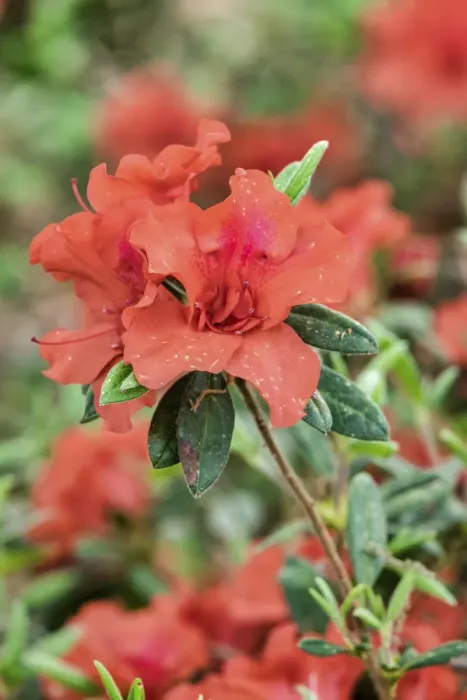 Framed Print : Close-up of orange azalea bush Framed Print : Close-up of orange azalea bush