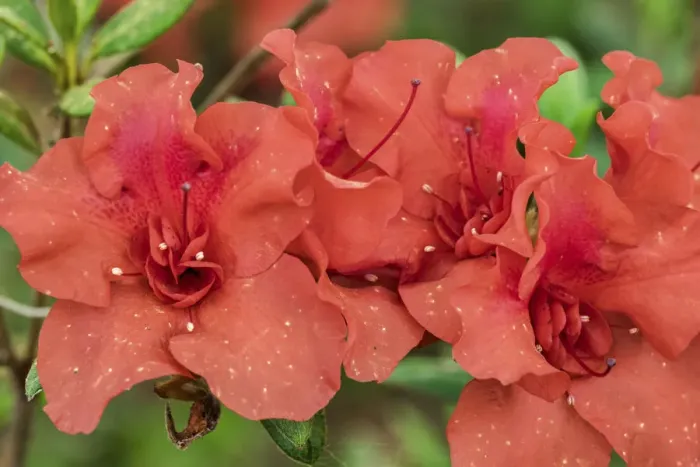 Framed Print : Close-up of orange azalea bush