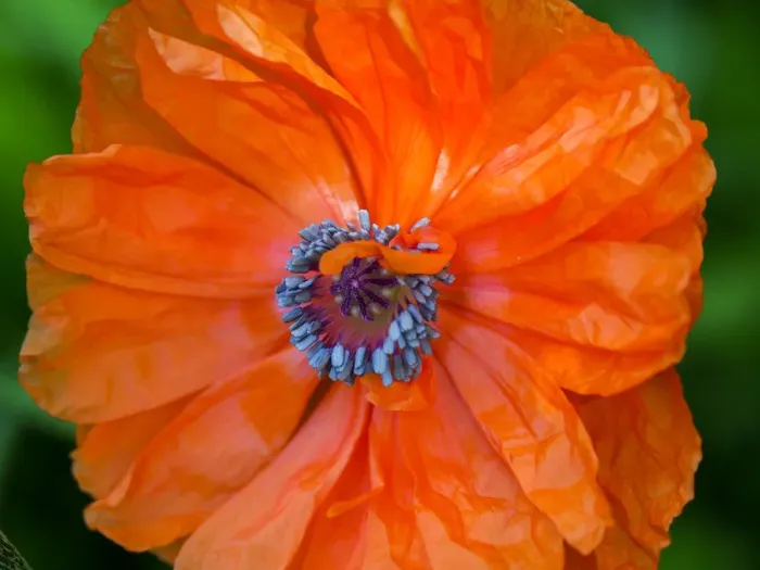 Framed Print : Close-up of an orange oriental poppy (papaver) with blue center