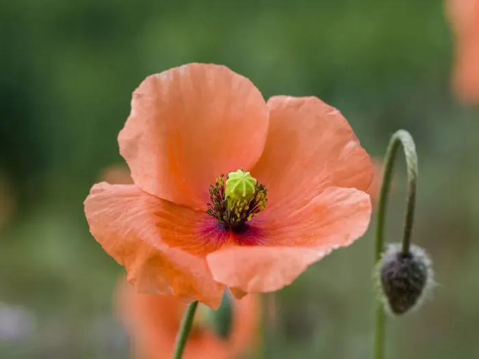 Framed Print : Close-up of orange poppies