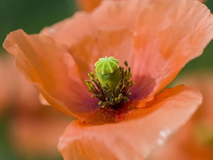 Framed Print : Close-up of orange poppies