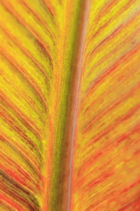 Framed Print : Close-up of an orange and yellow tropical leaf