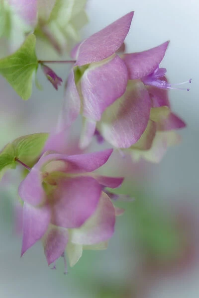 Close-up of ornamental oregano flowers. Credit as: Don Paulson  /  Jaynes Gallery  /  DanitaDelimont