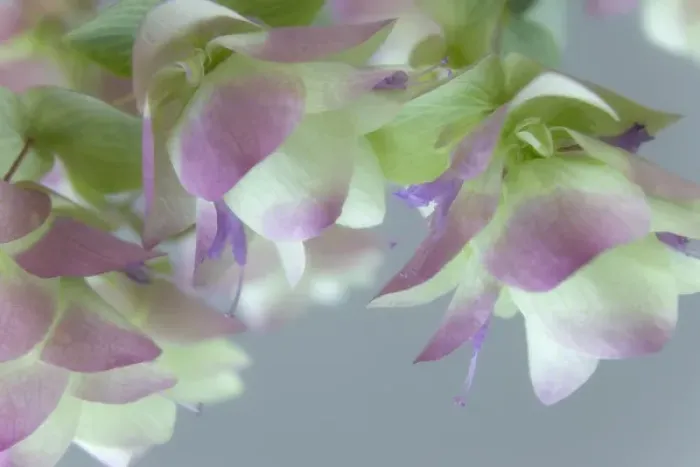 Framed Print : Close-up of ornamental oregano flowers. Credit as: Don Paulson / Jaynes Gallery / DanitaDelimont Framed Print : Close-up of ornamental oregano flowers. Credit as: Don Paulson / Jaynes Gallery / DanitaDelimont