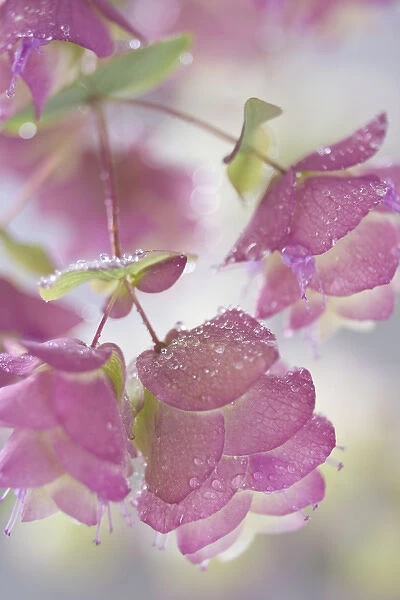 Close-up of ornamental oregano plant with dewdrops. Credit as: Don Paulson  /  Jaynes