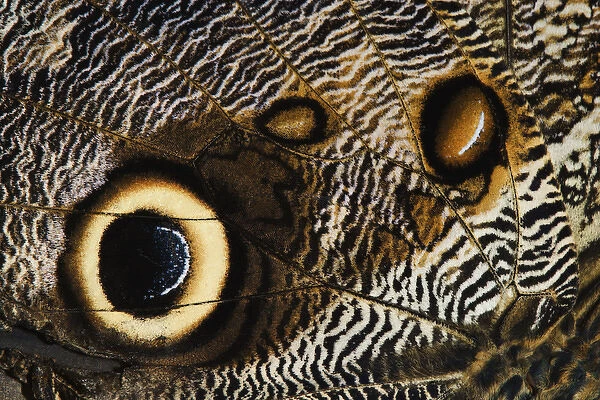 Close-up pattern on underside of Owl Butterfly wing Caligo memnon