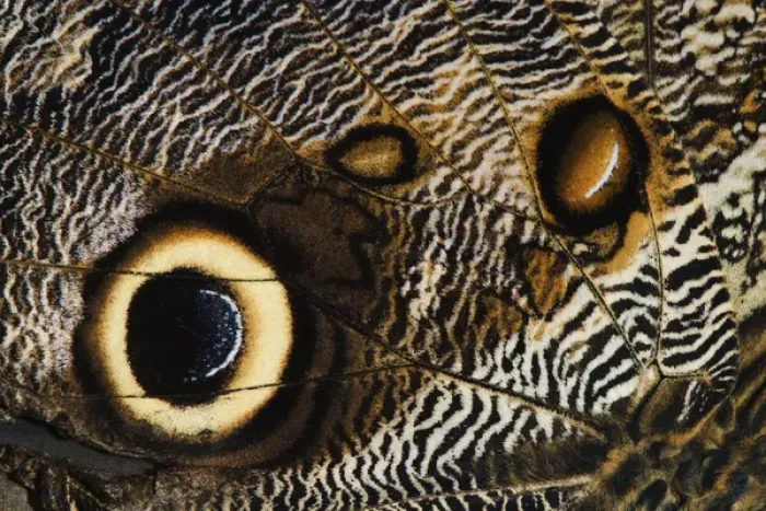 Framed Print : Close-up pattern on underside of Owl Butterfly wing Caligo memnon