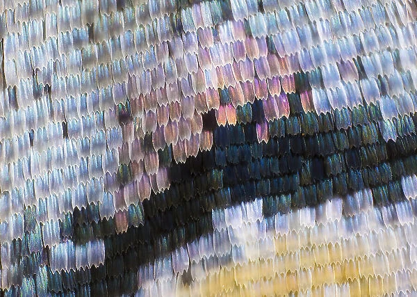 Close-up patterns of butterfly wings showing the tiny overlapping scales