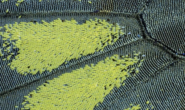 Close-up patterns of butterfly wings showing the tiny overlapping scales