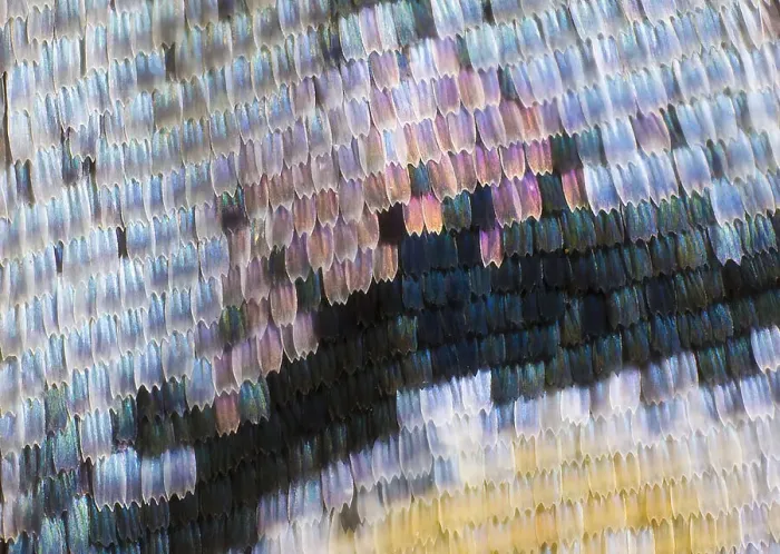 Framed Print : Close-up patterns of butterfly wings showing the tiny overlapping scales Framed Print : Close-up patterns of butterfly wings showing the tiny overlapping scales