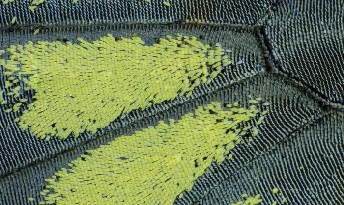 Framed Print : Close-up patterns of butterfly wings showing the tiny overlapping scales