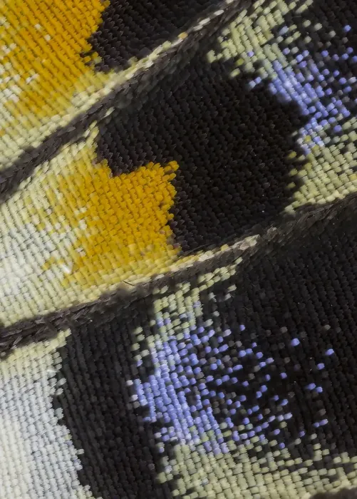 Framed Print : Close-up patterns of butterfly wings showing the tiny overlapping scales Framed Print : Close-up patterns of butterfly wings showing the tiny overlapping scales