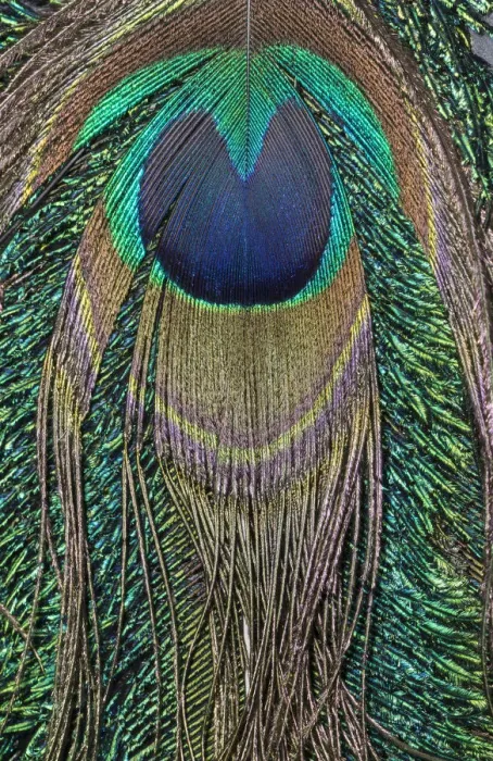 Framed Print : Close-up of peacock tail feather Framed Print : Close-up of peacock tail feather