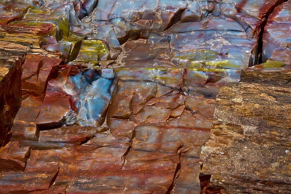 Close-up of petrified wood, Petrified Forest National Park, Holbrook, Arizona, USA