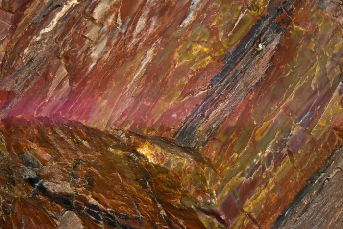 Framed Print : Close-up of petrified wood, Petrified Forest National Park, Holbrook, Arizona, USA Framed Print : Close-up of petrified wood, Petrified Forest National Park, Holbrook, Arizona, USA