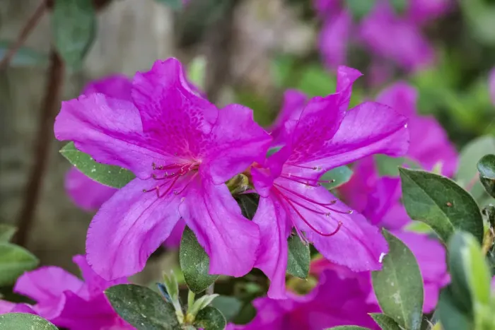 Framed Print : Close-up of pink azalea bush