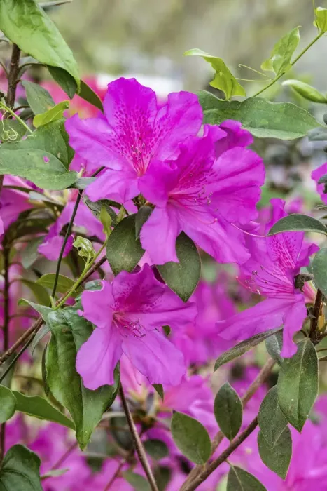 Framed Print : Close-up of pink azalea bush