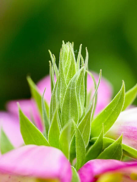 Close-up of a pink blossom