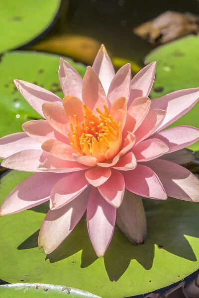 Close-up of pink flower on lily pad