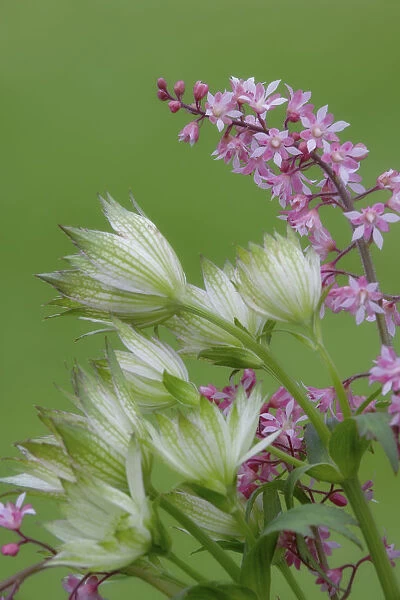 Close-up of pink heucherella and green astrantia flowers. Credit as: Don Paulson