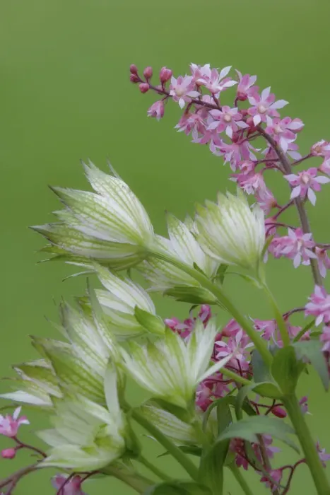 Framed Print : Close-up of pink heucherella and green astrantia flowers. Credit as: Don Paulson