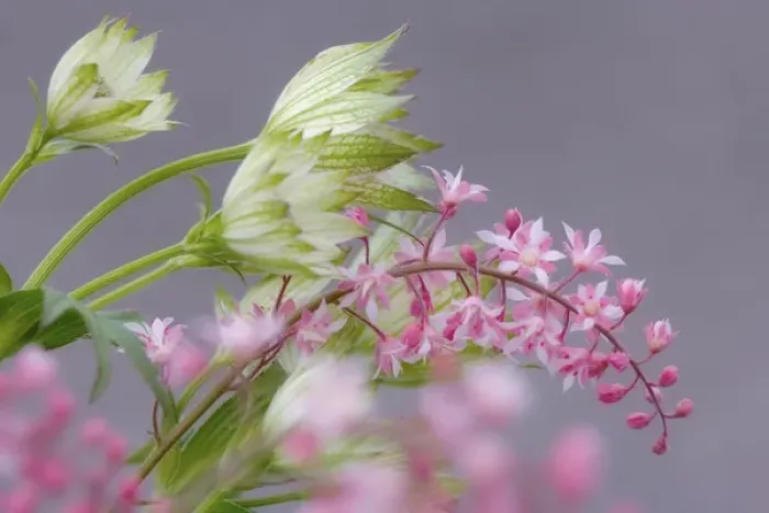 Framed Print : Close-up of pink heucherella and green astrantia flowers. Credit as: Don Paulson