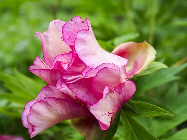 Close-up of a pink peony bloom in a garden