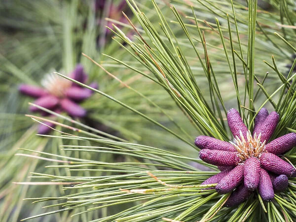 Close-up of pink pine cone buds of the Ponderosa Pine tree
