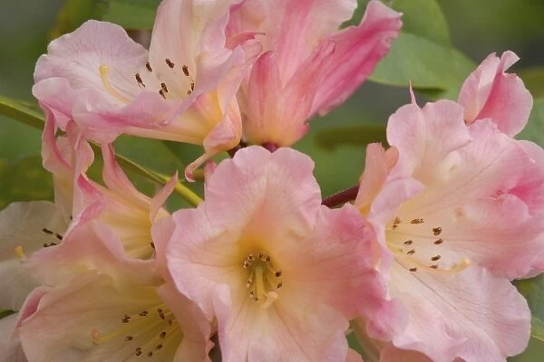 Close-up of pink rhododendron blossoms