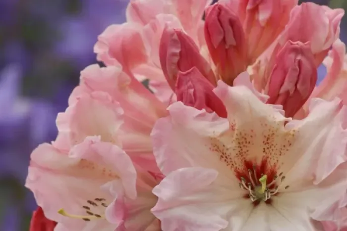 Framed Print : Close-up of pink rhododendron blossoms