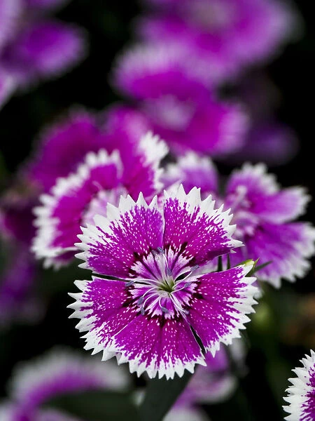 Close-up of a pink variegated dianthus blossom