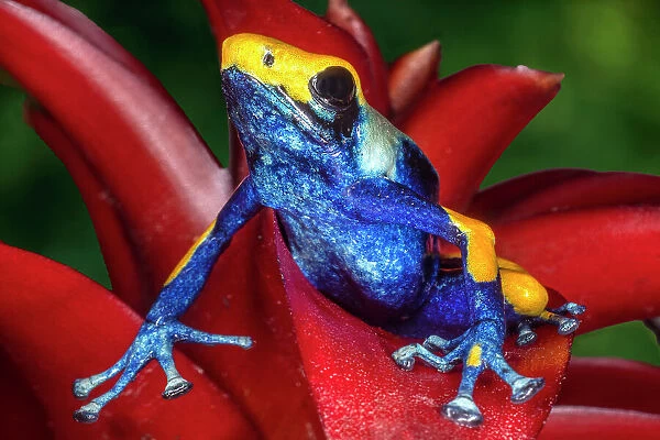 Close-up of poison dart frog on plant