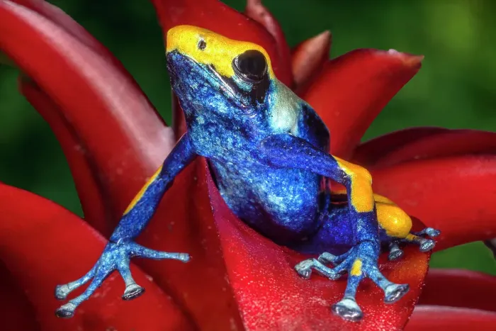 Framed Print : Close-up of poison dart frog on plant