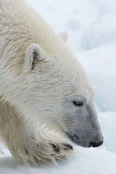 Close-up of a polar bear, Ursus maritimus, on the North polar ice pack. Arctic Ocean