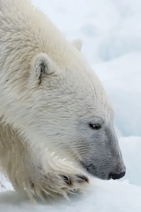 Framed Print : Close-up of a polar bear, Ursus maritimus, on the North polar ice pack. Arctic Ocean