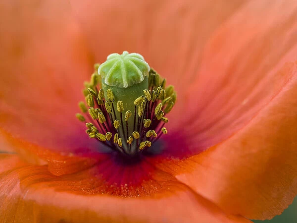 Close-up of poppy flower