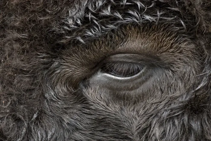 Framed Print : Close-up portrait of American Bison, Yellowstone National Park, Wyoming Framed Print : Close-up portrait of American Bison, Yellowstone National Park, Wyoming