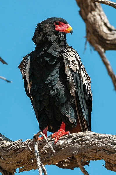 Close-up portrait of a bateleur eagle, Terathopius ecaudatus, perched on a dead tree branch. Khwai Concession Area, Okavango Delta, Botswana