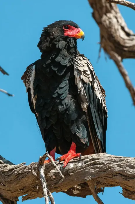 Framed Print : Close-up portrait of a bateleur eagle, Terathopius ecaudatus, perched on a dead tree branch. Khwai Concession Area, Okavango Delta, Botswana