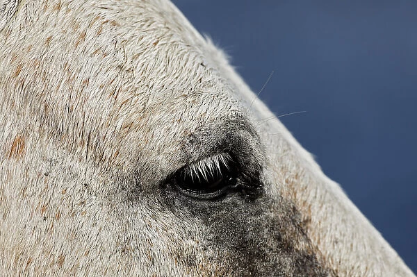 Close-up portrait of Camargue horse, France