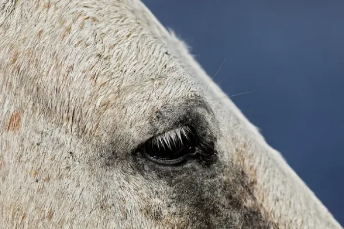 Framed Print : Close-up portrait of Camargue horse, France Framed Print : Close-up portrait of Camargue horse, France