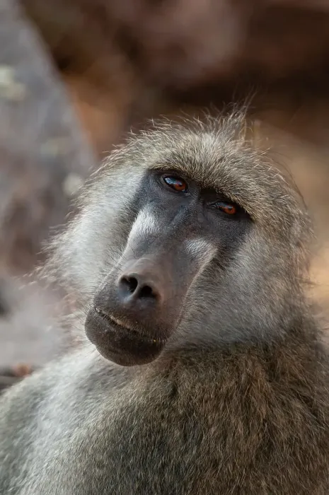 Framed Print : Close-up portrait of a Chacma baboon, Papio cynocephalus. Chobe National Park, Kasane, Botswana Framed Print : Close-up portrait of a Chacma baboon, Papio cynocephalus. Chobe National Park, Kasane, Botswana