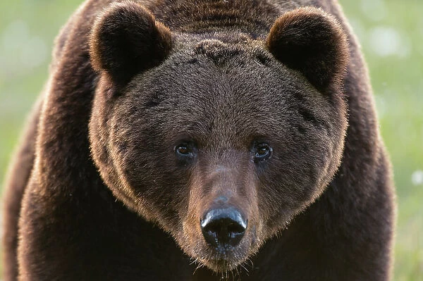 Close-up portrait of European brown bear, Ursus arctos. Kuhmo, Oulu, Finland